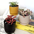 Fittonia planted in Oslo ceramic planter